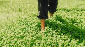 Clover Lawn: A Sustainable and Low-Maintenance Alternative to Traditional Grass